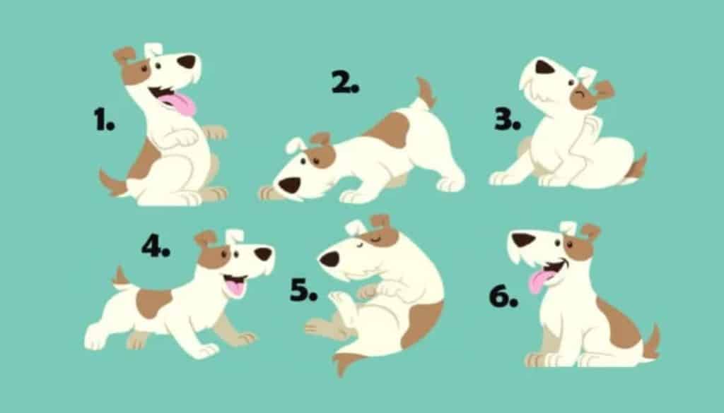 Quale cane trovi più carino? Fai il test della personalità e scopri se sei più estroverso o riservato!