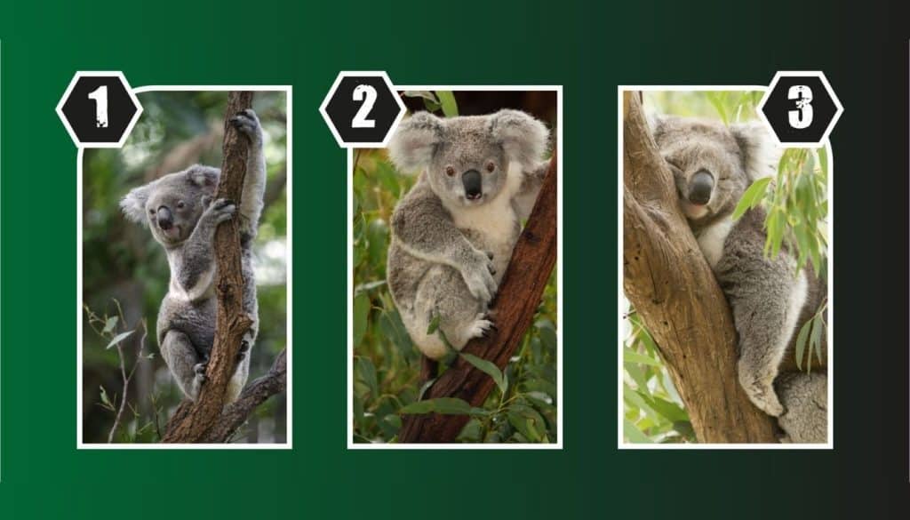 Quanto sei sicuro di te? Scegli un koala e scopri la risposta con il nostro test di personalità!
