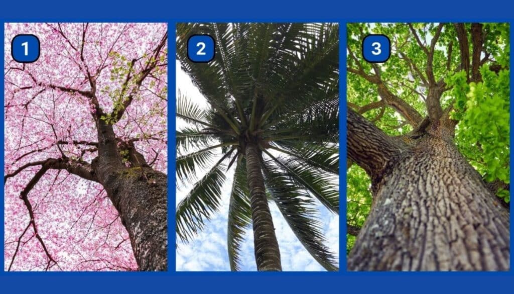 Sei ambizioso o ti accontenti? Scegli un albero e scopri la tua vera personalità!